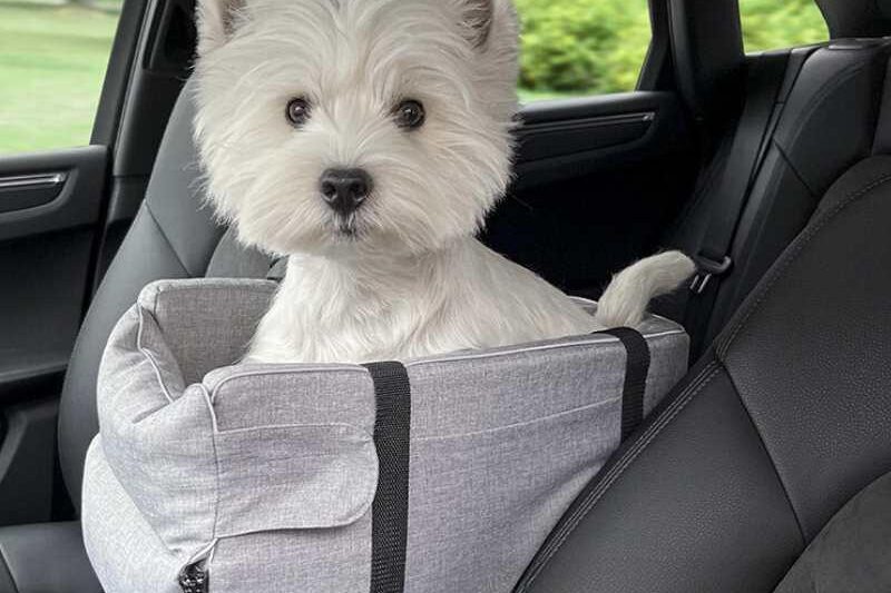 Top 10 Small Dog Car Seats for 2026