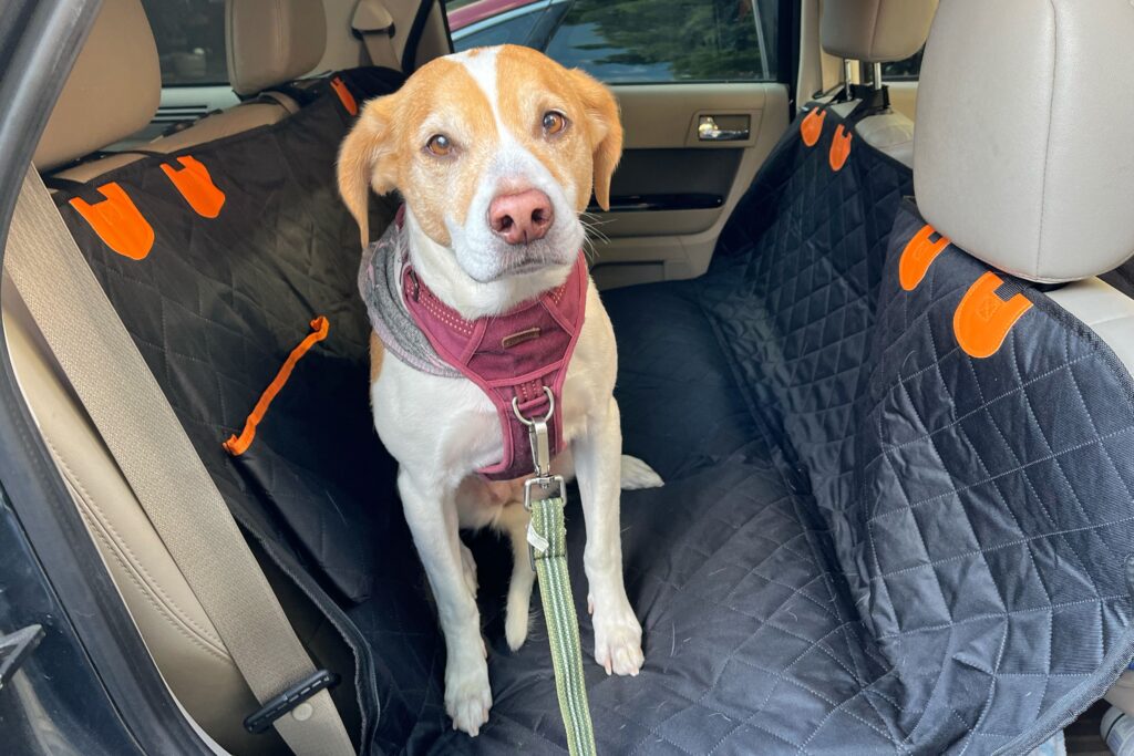Top 10 Waterproof Dog Seat Covers for 2026